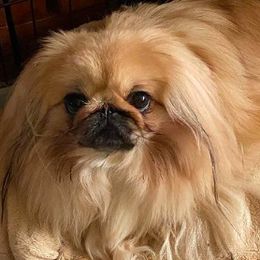 Pekingese from Puppy Paws Pekes