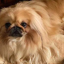 Pekingese from Puppy Paws Pekes