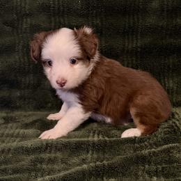 Red Tri - Red tri male Toy Australian Shepherd puppy in Stephenville, Texas from Rockin J Lil Aussies