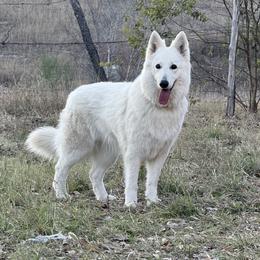 Berger Blanc Suisse and German Shepherd Puppies from Scenic Creek German Shepherds and White Swiss Shepherds