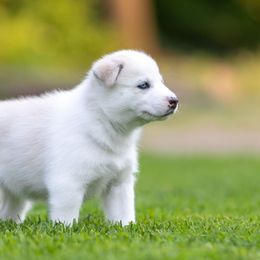 Siberian Husky Puppies from Lilbearshuskies
