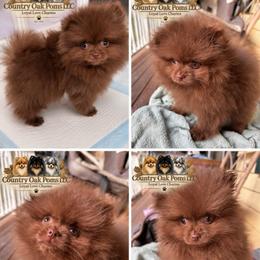 Willy - Chocolate male Pomeranian puppy in Douglas, Massachusetts from Country Oak Poms LLC