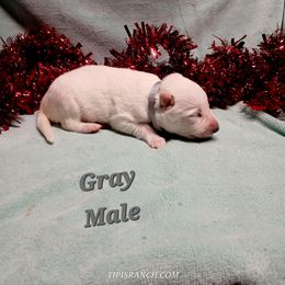 Donner (Grey) - White male German Shepherd puppy in Bedias, Texas from TiPi S Ranch's German Shepherds