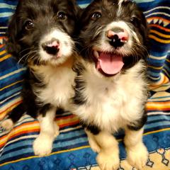Bordoodle Puppies from JM Lazy S Doodles