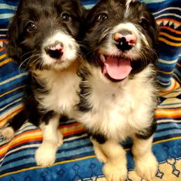 Bordoodle Puppies from JM Lazy S Doodles