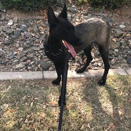 Adult Female - Black sable female Belgian Malinois puppy in Phoenix, Arizona from Sun Valley Malinois