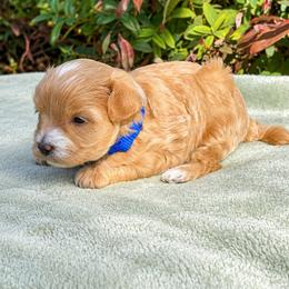Simba - Red male Maltipoo puppy in Oklahoma City, Oklahoma from Red Okie Poos