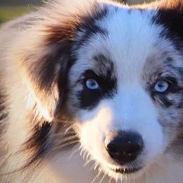 Maltese, Miniature Australian Shepherds, Poodles, Shih Tzus, Toy Australian Shepherds, and Yorkshire Terriers from Love At FURst Sight TX Kiss My Aussie