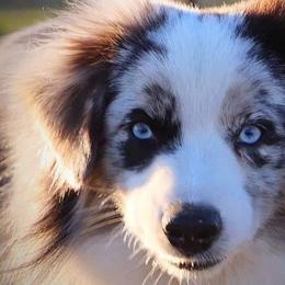 Maltese, Miniature Australian Shepherds, Poodles, Shih Tzus, Toy Australian Shepherds, and Yorkshire Terriers from Love At FURst Sight TX Kiss My Aussie