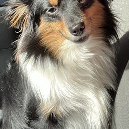 Toy Australian Shepherds from Thompson Farm