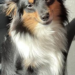 Toy Australian Shepherds from Thompson Farm