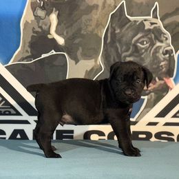 Grey Collar Black Male - Cane Corso puppy from Da Boyz Cane Corso