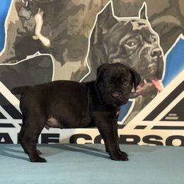 Grey Collar Black Male - Cane Corso puppy from Da Boyz Cane Corso