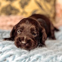 Black Collar - Lord Benedict - Chocolate male Australian Labradoodle puppy in Decatur, Alabama from Southern Meadows Doodles