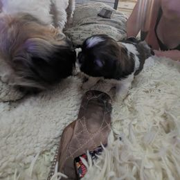 "Telling mommy secrets" Shih Tzu Puppies from We Shih Tzu Not!