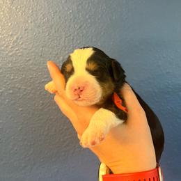 Mario-Red - Tri-color male Bernedoodle puppy in Casper, Wyoming from 307 Doodles