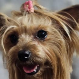 Cata - Yorkshire Terrier