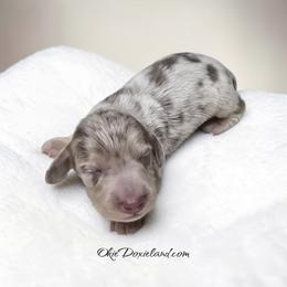 Moe - Fawn (isabella) and cream male Dachshund puppy in Oklahoma City, Oklahoma from OkieDoxieland Dachshunds