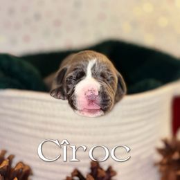 Ciroc - Fawn female Cane Corso puppy in Jacksonville, North Carolina from Cor Dei Cane Corso