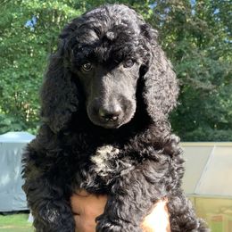 Poodle Puppies from Speeds Creek Kennels