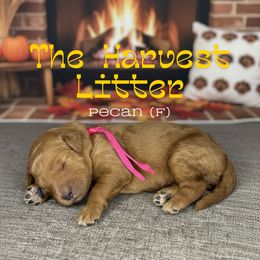 Pecan - Apricot female Goldendoodle puppy in Houston, Texas from Golden Life Doodles