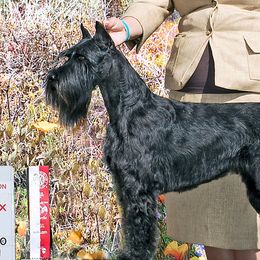 Izett - Standard Schnauzer