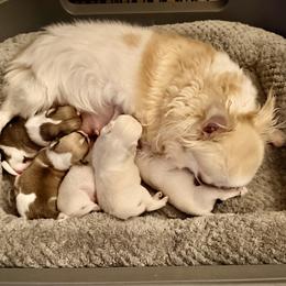 Boy 2 - Cream male Chihuahua puppy in Allentown, Pennsylvania from Tsunami Cockers & Chihuahuas