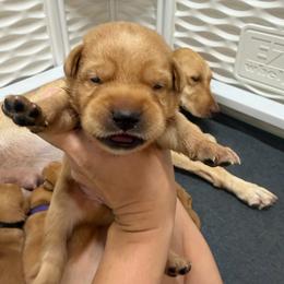 Lucky Green Collar - Yellow male Labrador Retriever puppy in Elloree, South Carolina from Moonlight Kennels LLC