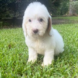 Tammy - Caramel cream female Australian Labradoodle puppy in Covington, Louisiana from Bayou Doodles