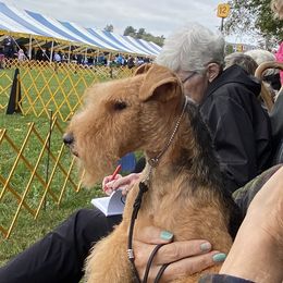 Raven - Lakeland Terrier