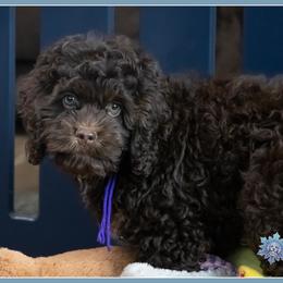 Raisen - Brown and tan female Cockapoo puppy in Connersville, Indiana from Deaz Doodle Ranch