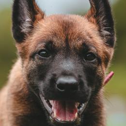 Belgian Malinois puppies from Blue Shield Malinois