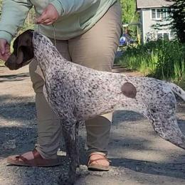 Lorelei - German Shorthaired Pointer
