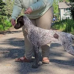 Lorelei - German Shorthaired Pointer