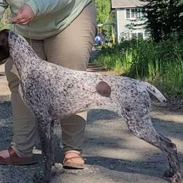 Lorelei - German Shorthaired Pointer