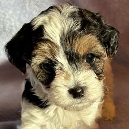 Cali - Tri-color male Yorkipoo puppy in Eden, Maryland from Canines  Unlimited