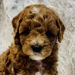 Goldendoodles from Perfect Puppy Doodles