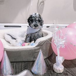 Bernedoodle and Goldendoodle Puppies from Beach Creek Kennel