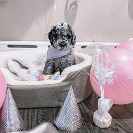 Bernedoodle and Goldendoodle Puppies from Beach Creek Kennel