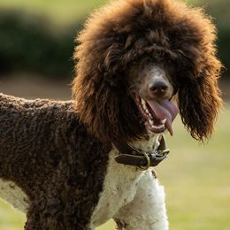 Poodles from Leo’s Doghouse