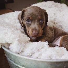 Dachshund Puppies from Hoosier Little Wieners