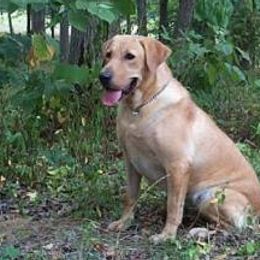 Labrador Retriever All Grown Up from Amber Run Kennels