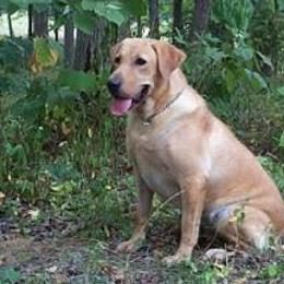 Labrador Retriever All Grown Up from Amber Run Kennels