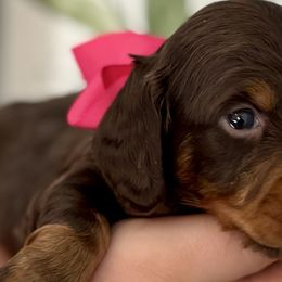 Dachshunds from Wolverweenies