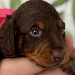 Dachshunds from Wolverweenies