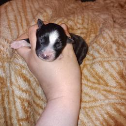 Name still to come - Black & white female Australian Shepherd puppy in Sultan, Washington from Van Huitt Australian Shepherds