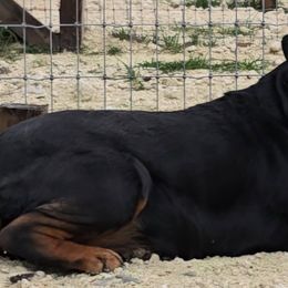 Ava - Rottweiler