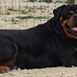 Ava - Rottweiler