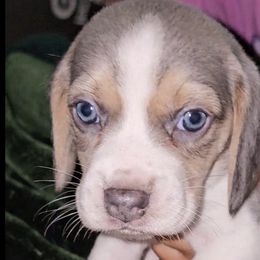 Beagles from Bautista's Beagles