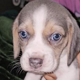 Beagles from Bautista's Beagles